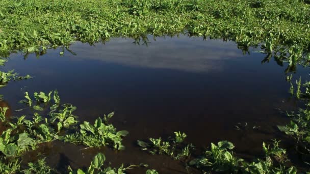 Всадник на лошади, отраженной в воде — стоковое видео