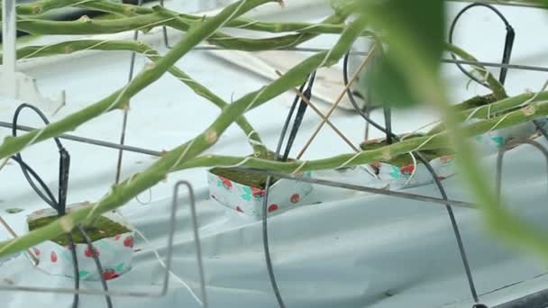 Pflanzenwurzeln in der Hydroponik. Kugelstoßer — Stockvideo