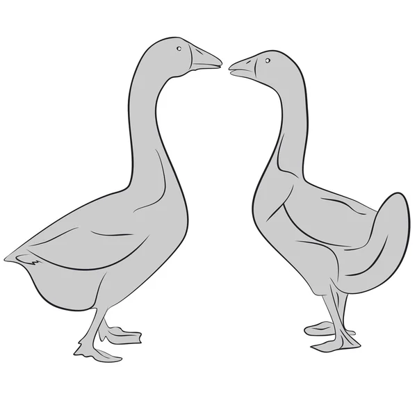 Twee gans — Stockvector