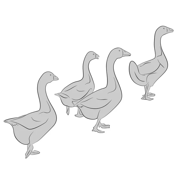 Goose — Stock Vector