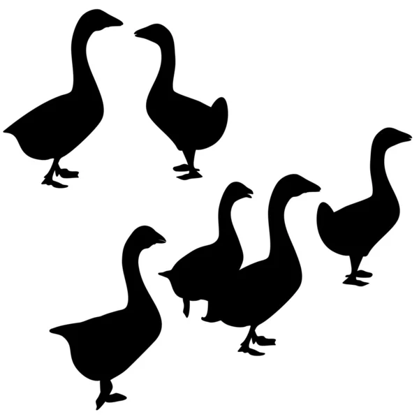 Goose — Stock Vector