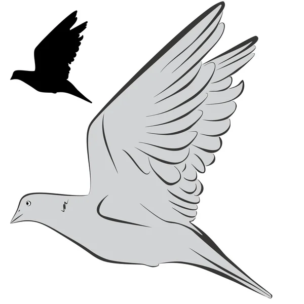 güvercin