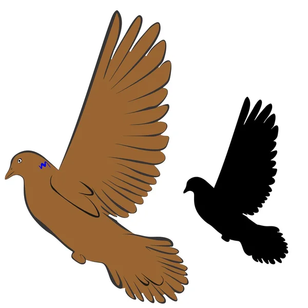 güvercin