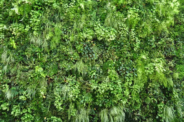 Pared vegetal Imágenes De Stock Sin Royalties Gratis