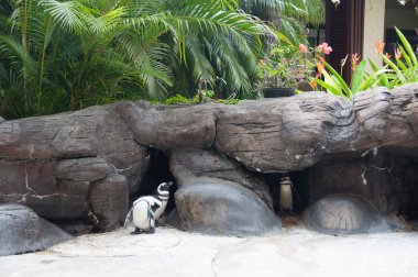 Afrika blackfoot penguenler