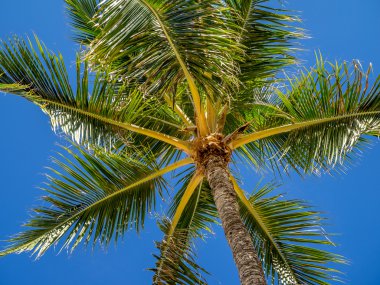 Mavi gökyüzü arka plan yeşil palmiye ağaçlarının