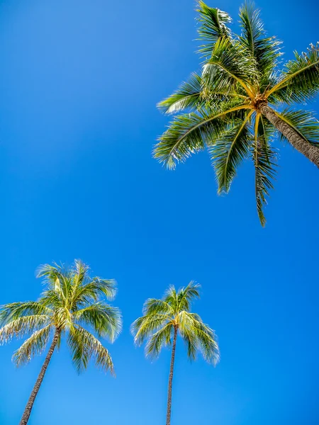 Green palm trees on blue sky background — Stock Photo, Image