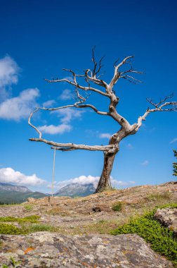Famous Burmis Tree in the Crowsnest Pass region of southern Alberta, Canada. 