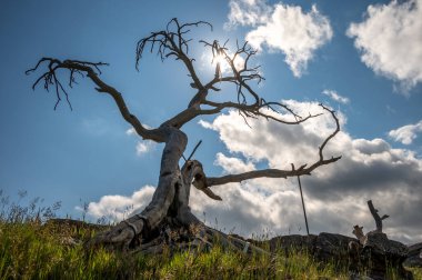 Güney Alberta, Kanada 'nın Crowsnest Geçidi bölgesindeki ünlü Burmis Ağacı. 