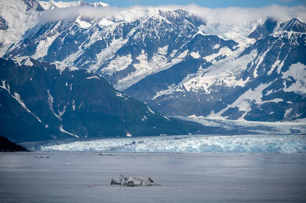 View Famous Hubbard Glacier Alaska Hubbar Glaicier Largest Tide Water — 图库照片