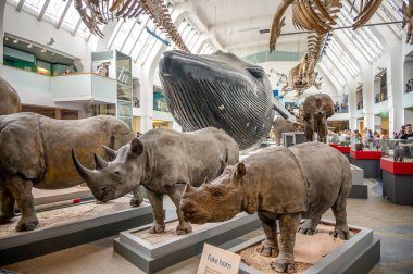 London, UK - August 24, 2022: Interior and exhibits of the Natural History Museum in London.
