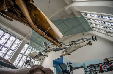 London, UK - August 24, 2022: Interior and exhibits of the Natural History Museum in London.