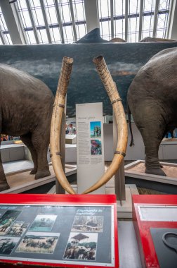 London, UK - August 24, 2022: Interior and exhibits of the Natural History Museum in London.