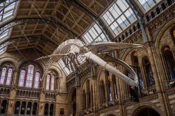 London August 2022 Interior Exhibits Natural History Museum London — Foto de Stock