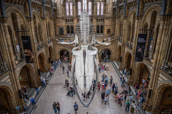 London August 2022 Interior Exhibits Natural History Museum London — ストック写真