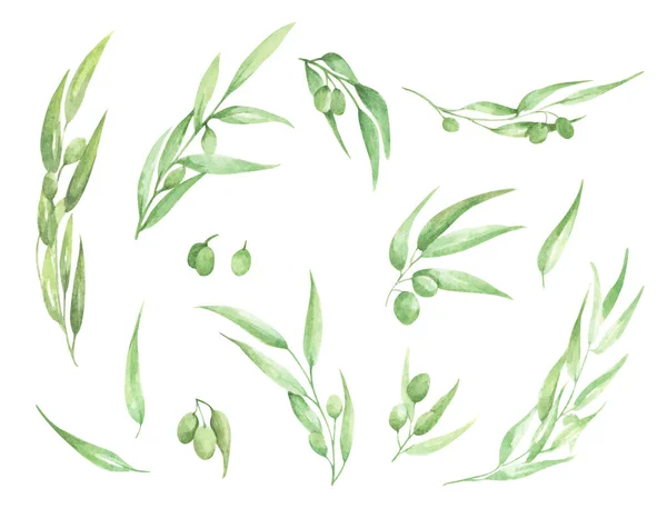 Aquarel Olijftak Met Bladeren Vruchten Geïsoleerd Witte Achtergrond Bloemen Illustratie — Stockfoto