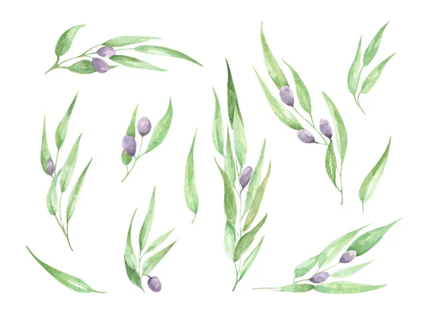 Akwarelowa Gałąź Oliwna Liśćmi Owocami Odizolowany Białym Tle Ilustracja Kwiatowa — Zdjęcie stockowe