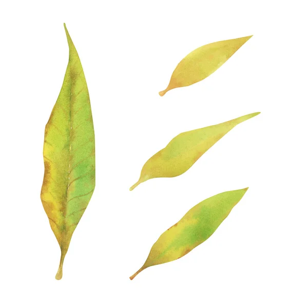 Ställ Akvarell Design Element Gröna Blad Botanisk Illustration Isolerad Vit — Stockfoto