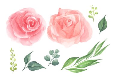 Gül çiçeği seti. Çiçekli düğün konsepti. Tebrik kartları, düğün davetiyesi, doğum günü için mükemmel. Suluboya çizimi.