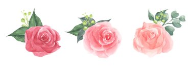 Çiçek dalı seti. Çiçekli düğün konsepti. Tebrik kartları, düğün davetiyesi, doğum günü için mükemmel. Suluboya çizimi.