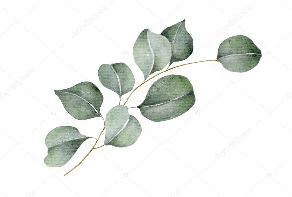 Green eucalyptus leaves and branches. Isolated on white background. Floral for invitation, wedding or greeting cards. Watercolor illustration.