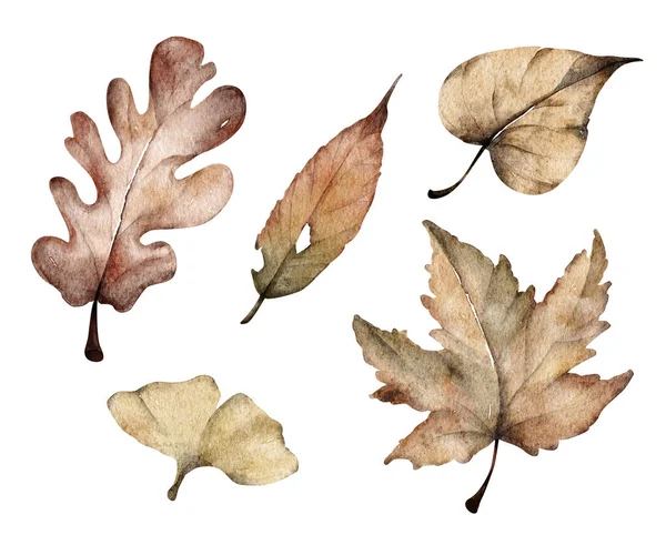 Ensemble Feuilles Automne Colorées Isolé Sur Fond Blanc Illustration Aquarelle — Photo