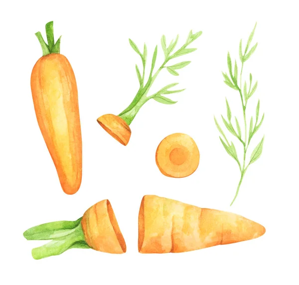 Conjunto Frutas Frescas Zanahoria Con Hojas Verdes Aislado Sobre Fondo —  Fotos de Stock