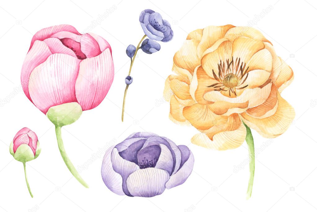 Set of Floral. Isolated on white background. Watercolor illustration.