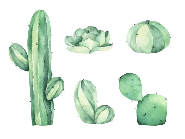 Ensemble Cactus Isolé Sur Fond Blanc Illustration Aquarelle — Photo
