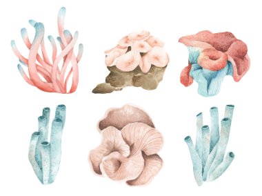 Seaweeds. Underwater ocean plants, sea coral elements. Isolated on white background. Watercolor illustration.