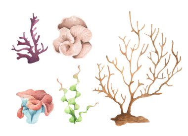 Seaweeds. Underwater ocean plants, sea coral elements. Isolated on white background. Watercolor illustration.