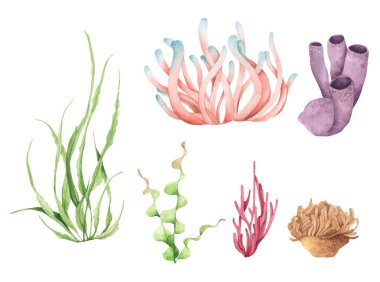 Seaweeds. Underwater ocean plants, sea coral elements. Isolated on white background. Watercolor illustration.
