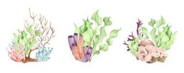 Seaweeds. Underwater ocean plants, sea coral elements. Isolated on white background. Watercolor illustration.
