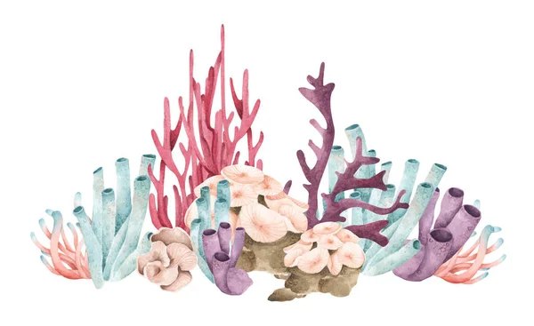 Deniz Yosunları Altı Okyanus Bitkileri Deniz Mercan Elementleri Beyaz Arka — Stok fotoğraf