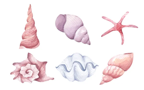 Collection Seashells Isolated White Background Watercolor Illustration — Photo