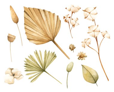 Set of Branches, leaves and flower, autumn decorative elements. Watercolor isolated collection in vintage style.