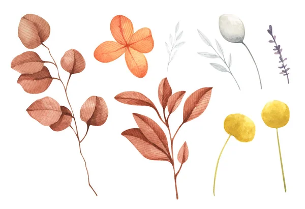 Set Branches Leaves Flower Autumn Decorative Elements Watercolor Isolated Collection — Foto de Stock