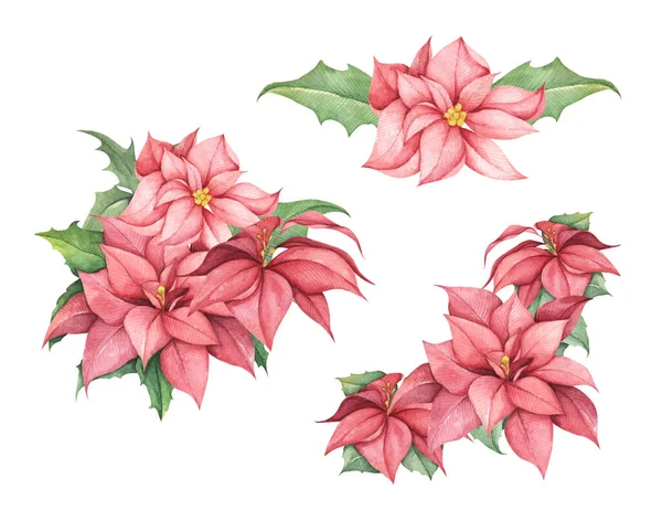 Kırmızı Noel Çiçekleri Seti Beyaz Arka Planda Izole Edilmiş Suluboya — Stok fotoğraf