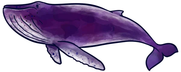 Χειροποίητη Ακουαρέλα Στυλ Humpback Φάλαινα Διανυσματική Απεικόνιση — Διανυσματικό Αρχείο