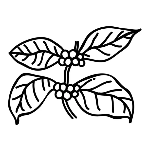 Ikona Rośliny Kawy Ręcznie Rysowany Wektor Ilustracji Edytowalny Skok Linii — Wektor stockowy