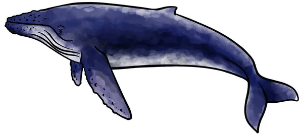 Ručně Kreslené Akvarel Styl Hrbatá Velryba Vektorové Ilustrace — Stockový vektor