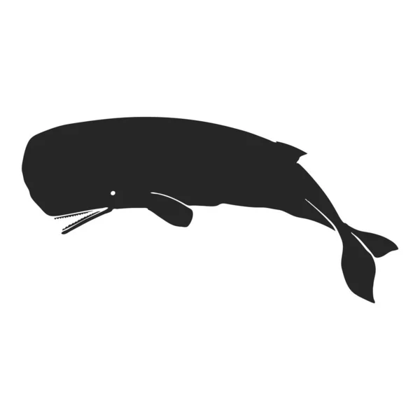 手绘抹香鲸病媒图解 — 图库矢量图片