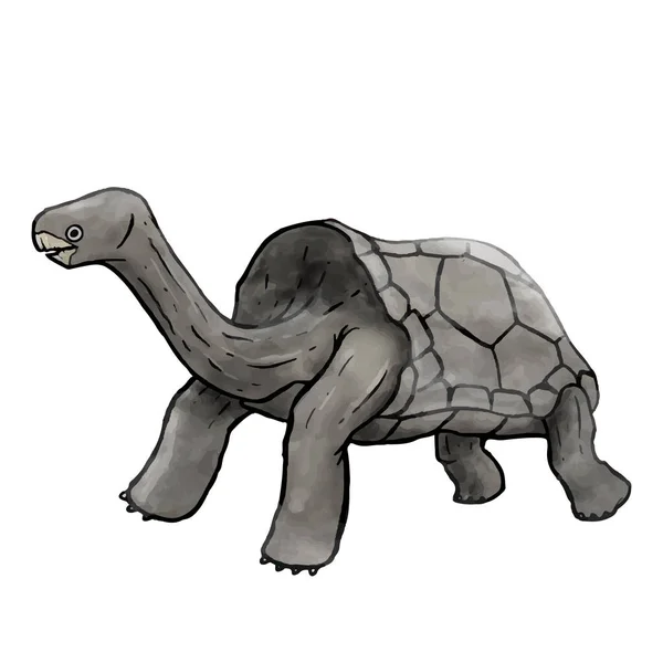 Galapagos Gigante Tartaruga Disegnato Mano Acquerello Stile Vettoriale Illustrazione — Vettoriale Stock