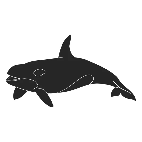 Mão Desenhada Baleia Assassina Orca Vetor Ilustração —  Vetores de Stock