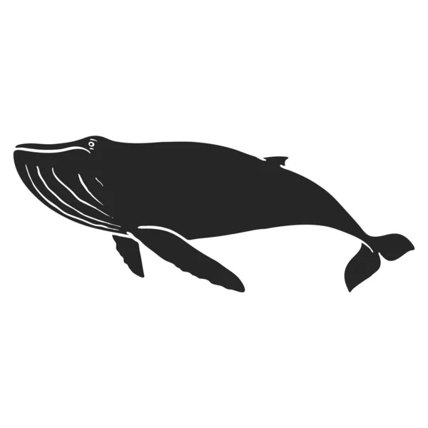 Ilustración Del Vector Ballena Jorobada Dibujada Mano — Vector de stock