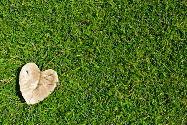 Groene grasachtergrond — Stockfoto