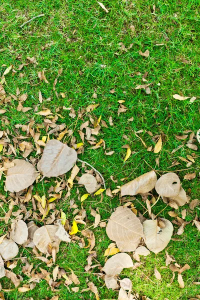 Листья на зеленой траве — стоковое фото