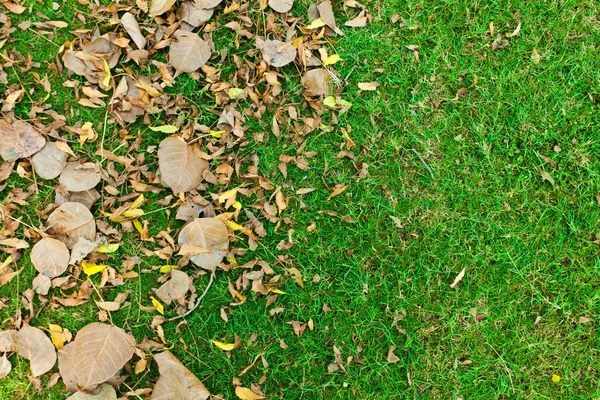 Leaves on green grass — Stock Photo, Image