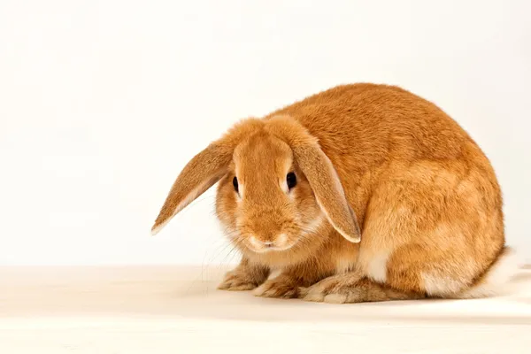 Bunny tail Stock Photos, Royalty Free Bunny tail Images | Depositphotos