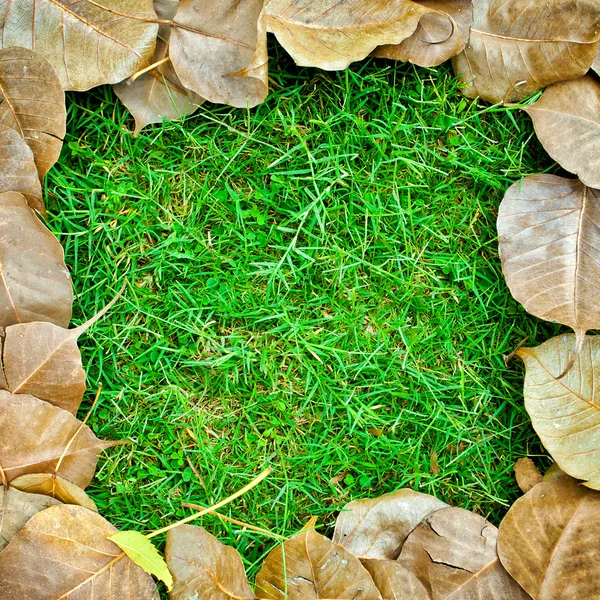 Leaves frame on green grass — Stock Photo, Image